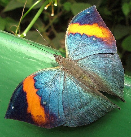 Photo:  Butterfly 14